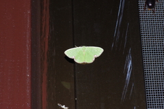 Comibaena procumbaria