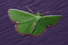 Comibaena procumbaria