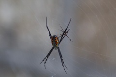 Argiope catenulata