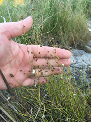 Scleria verticillata