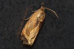 Cryptophlebia repletana
