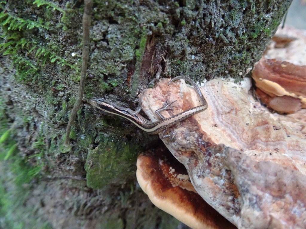 Lipinia infralineolata
