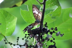 Adoliadini