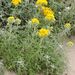 Seaside Woolly Sunflower - Photo (c) cwwood, some rights reserved (CC BY-SA), uploaded by cwwood