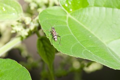 Chlorophorus annularis