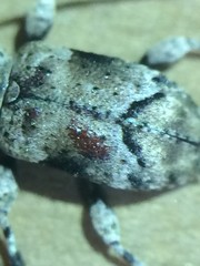 Sternidius mimeticus