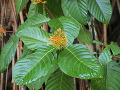 Palicourea guianensis
