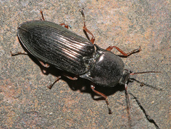 Selatosomus coreanus