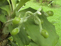 Catasetum