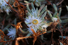 Helichrysum cerastioides