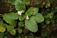 Mazus goodenifolius