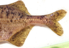 Marcusenius altisambesi