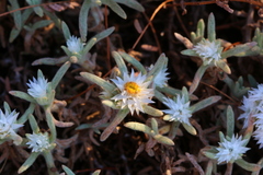 Helichrysum cerastioides