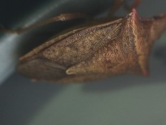 Euschistus ictericus