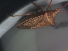 Euschistus ictericus