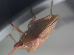 Euschistus ictericus