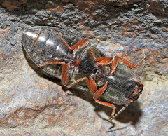 Selatosomus coreanus