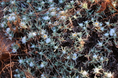 Helichrysum cerastioides