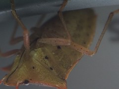 Euschistus ictericus