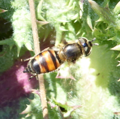 Betasyrphus adligatus