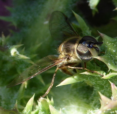 Betasyrphus adligatus