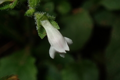 Mazus goodenifolius