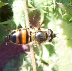 Betasyrphus adligatus