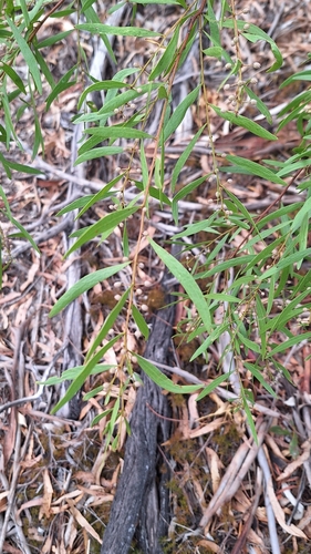 Image of Acacia verniciflua by no rights reserved