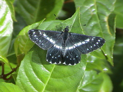 Catasticta teutila flavomaculata