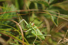 Ephippiger discoidalis