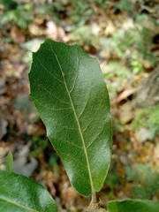 Quercus eduardii