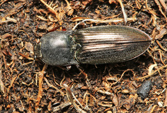 Selatosomus coreanus