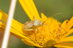 Calocoris roseomaculatus angularis
