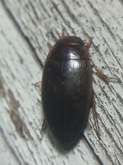 Copelatus chevrolati