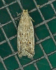 Helcystogramma chambersella