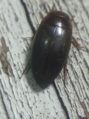 Copelatus chevrolati