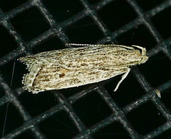 Helcystogramma chambersella
