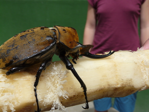 Elephant Beetle