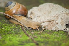 Asperitas sparsa