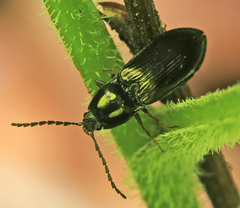 Hypoganomorphus laevicollis