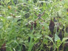 Argiope argentata image