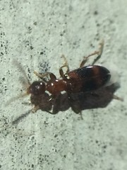 Vacusus vicinus