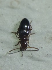 Ischyropalpus