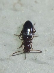 Ischyropalpus