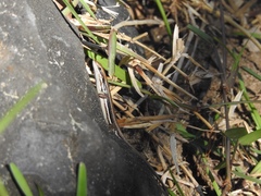 Trachylepis gravenhorstii