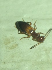Ischyropalpus