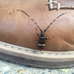 Trachyderes succinctus