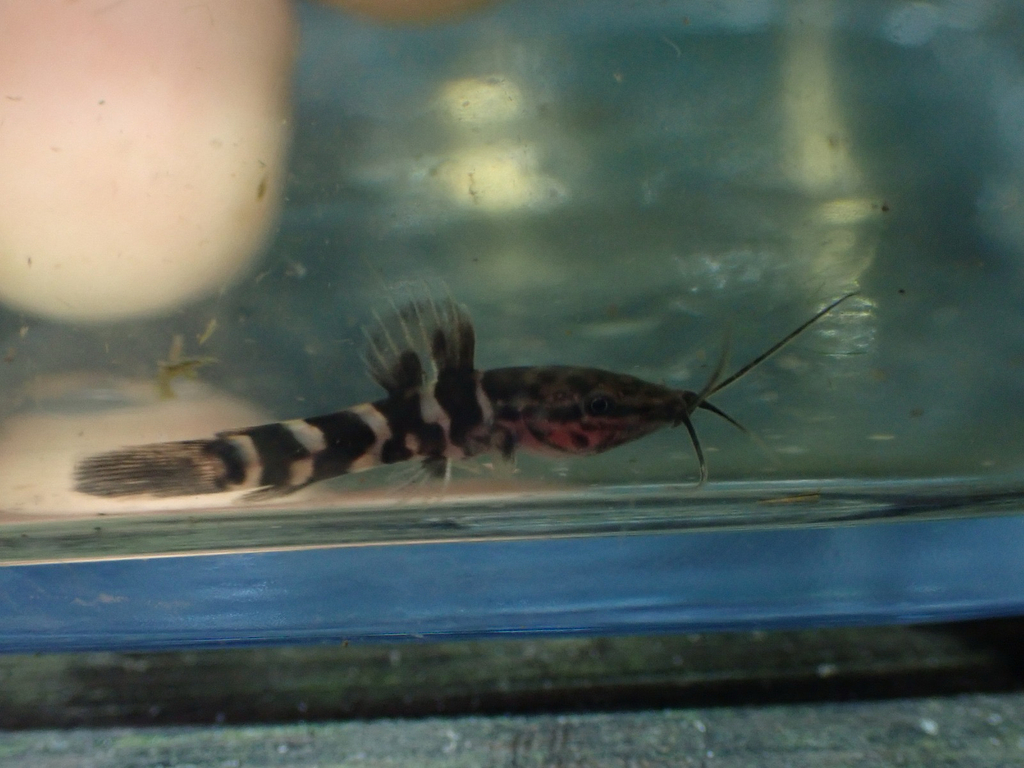Hoplo catfish (Megalechis thoracata) — Callichthyidae