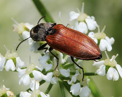 Anostirus boeberi