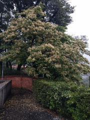 Crateva adansonii formosensis